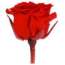 Artikel Infinity Roses Ægte Blomster Mini Rosenhoveder Røde Ø3cm 16 stk