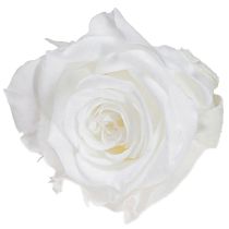 Artikel Infinity Roses Ægte Rosenhoveder Mini Roser Hvide Ø3cm 16 stk