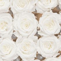 Artikel Infinity Roses Ægte Rosenhoveder Mini Roser Hvide Ø3cm 16 stk