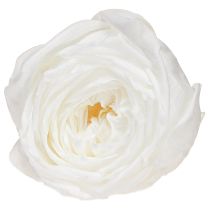 Artikel Infinity Roses Ægte Konserverede Rosenhoveder Hvide Ø6cm 6 stk