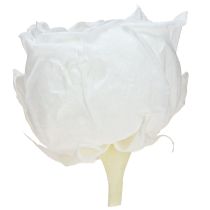 Artikel Infinity Roses Ægte Konserverede Rosenhoveder Hvide Ø6cm 6 stk