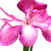 Artikel Iris kunstigt lyserød 78 cm