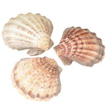 Artikel Ægte kammuslinger naturel – maritim flair naturel 1 kg