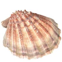 Artikel Ægte kammuslinger naturel – maritim flair naturel 1 kg