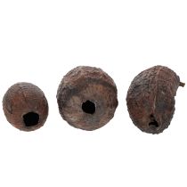 Artikel Kakaofrugt, naturlig, 10-18 cm, 15 stk.