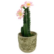 Kaktus i en gryde med blomsterrosa H 21cm