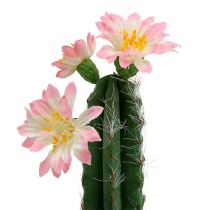 Kaktus i en gryde med blomsterrosa H 21cm