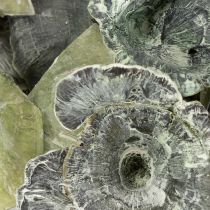 Artikel Kalix Champignon Grøn, Hvidvasket 100 stk
