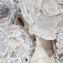 Artikel Kalix Champignon Hvidvasket 100 stk