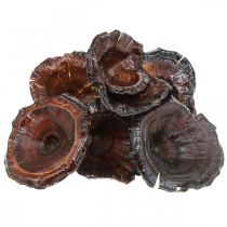 Artikel Kalix Mushroom Natural Lakeret Tørrede Svampe Deco Large 50stk