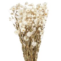 Artikel Kamille tørrede blomster Dekoration Blomster Hvidt bundt 65cm 50g