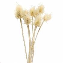 Teseltidsel bleget 8 stk