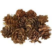 Artikel Kogler, naturlige små kogler, dekoration i net 2,5-3,5 cm 300 g