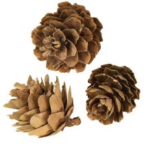 Artikel Kogler, naturlige små kogler, dekoration i net 2,5-3,5 cm 300 g