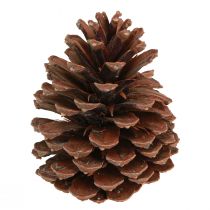 Artikel Fyrrekogler Pinus Maritima maritime fyrrekogler dekoration 12-13cm 3 stk.
