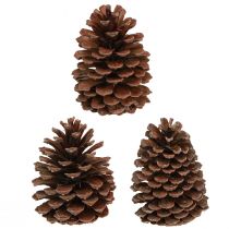 Artikel Kogler Pinus Maritima maritime kogler dekoration 12-13 cm 3 stk.