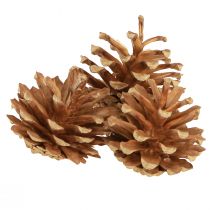 Artikel Kogler Skovfyr Pinus sylvestris H3–5cm 1kg