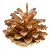 Artikel Kogler Skovfyr Pinus sylvestris H3–5cm 1kg