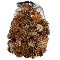 Artikel Kogler Skovfyr Pinus sylvestris H3-5cm 1kg