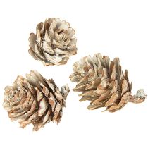 Artikel Hvide kogler, små kogledekorationer i et net, 2,5-3,5 cm, 500 g