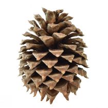 Artikel Fyrrekogler Coulter fyr natur Ø13cm H18cm 1 stk