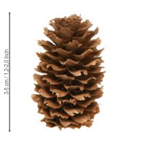 Artikel Små skarntydekogler dekorative naturlige kogler advent 3-4 cm 100 g