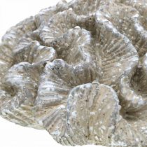 Artikel Maritim dekoration koral beige hvid kunstig polyresin 23x20cm