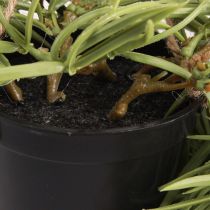 Artikel Kunstig sukkulent hængende plante i sort potte 60 cm - Langtidsholdbar indretning