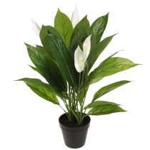 Artikel Kunstig potteplante Single Leaf Peace Lily Grøn Hvid 55cm