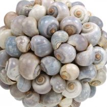 Deco bold havsnegle skal bold naturlig dekoration maritim Ø19cm