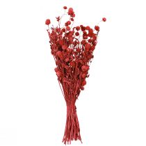 Artikel Globeamarant (Gomphrena globosa), rød, tør, 45 cm, 100 g