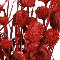 Artikel Globe amaranth Gomphrena Globosa lys rød L45cm 100g