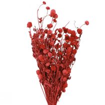Artikel Globe amaranth Gomphrena Globosa lys rød L45cm 100g