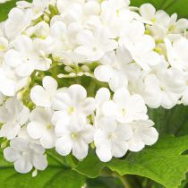 Artikel Kunstige Blomster Snowball Viburnum Kunstig Hvid 60cm 4 Stk