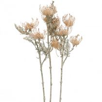 Artikel Kunstige blomster, Nålepudeblomst, Leucospermum, Proteaceae Vasket Hvid L58cm 3 stk.