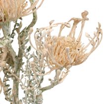 Kunstige blomster, Nålepudeblomst, Leucospermum, Proteaceae Vasket Hvid L58cm 3 stk.