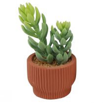Artikel Kunstige planter Sukkulent kaktus Kunstig grøn plante 14,5/15,5 cm 2 stk.