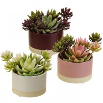 Kunstige planter i potter kunstige sukkulenter H13cm 3stk