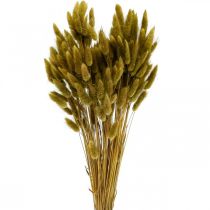 Lagurus Tørret Kaninhale Græs Oliven 65-70cm 100g