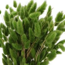 Artikel Tørret Lagurus (Harehalegræs) 65-70 cm 75 g