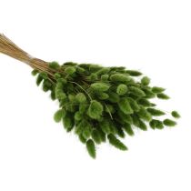 Artikel Tørret Lagurus (Harehalegræs) 65-70 cm 75 g