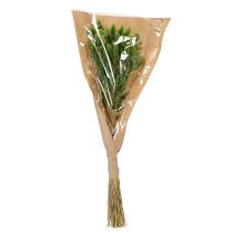 Artikel Tørret Lagurus (Harehalegræs) 65-70 cm 75 g