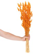 Artikel Lagurus-bundt af fløjlsgræs, tørret, 70 cm, 100 g