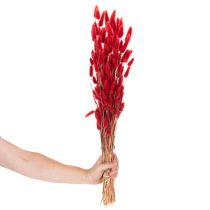 Artikel Tørret Lagurus-buket, tørret blomsterdekoration, 70 cm, 100 g