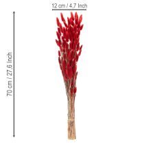 Artikel Tørret Lagurus-buket, tørret blomsterdekoration, 70 cm, 100 g
