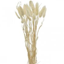 Lagurus tørret dekoration, fløjlsgræs, kaninhalegræs, tør dekoration bleget L20–60cm 30p