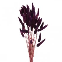 Fløjlsgræsviolet, kaninhalegræs, Lagurus L18-50cm 25g