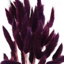 Fløjlsgræsviolet, kaninhalegræs, Lagurus L18-50cm 25g