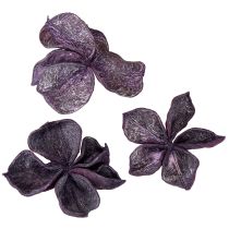 Artikel Landlotus Mix Blackberry, Old Pink 50 stk