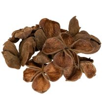 Artikel Landlotus Natur 50 stk.